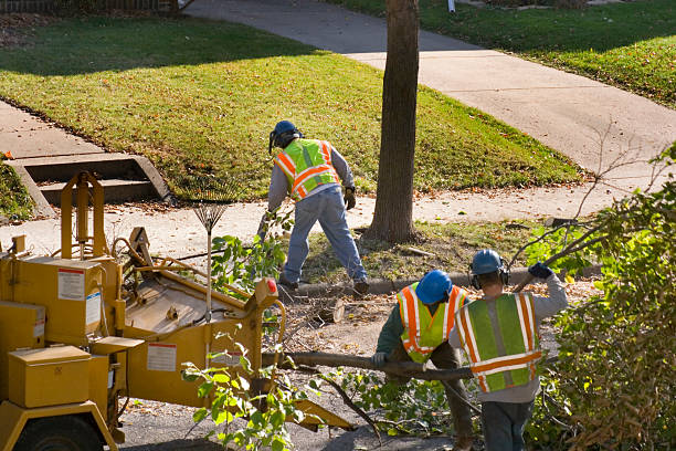 Best Tree Trimming and Pruning  in Trussville, AL